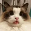 😄 Эмодзи «Cat memes» для Telegram