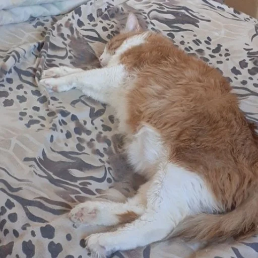 🐈 Стикер «Ммм.. Татьяночка» для Telegram
