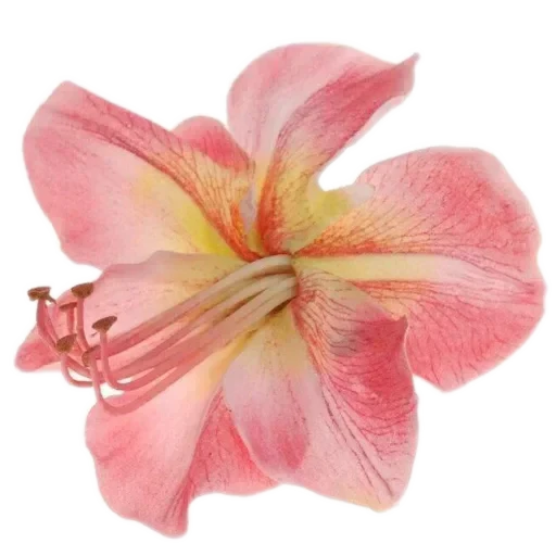 🌸 Стикер «Стикерпак» для Telegram