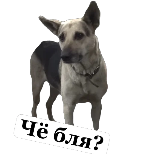 🫥 Стикер «Мое» для Telegram