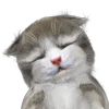 🐱 Эмодзи «Mofu Kitten» для Telegram