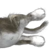 🐈 Эмодзи «Mofu Kitten» для Telegram