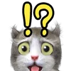 ⁉️ Эмодзи «Mofu Kitten» для Telegram