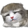 🐈 Эмодзи «Mofu Kitten» для Telegram