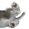 🐈 Эмодзи «Mofu Kitten» для Telegram