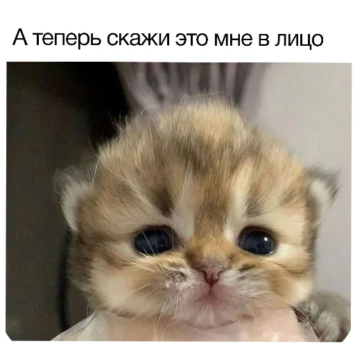 🐱 Стикер «Гарант 3%» для Telegram