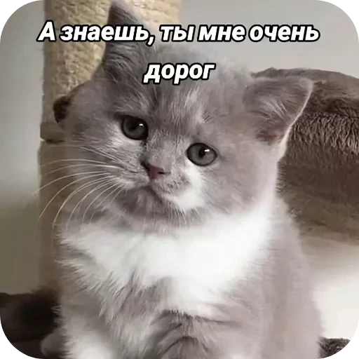 🥰 Стикер «Гарант 3%» для Telegram