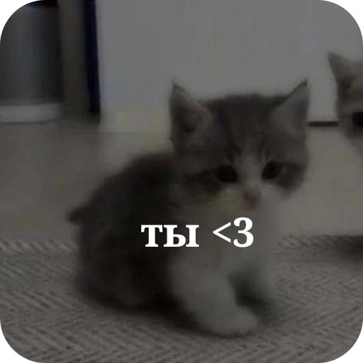 🐱 Стикер «Гарант 3%» для Telegram