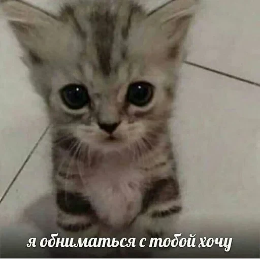 🥰 Стикер «Гарант 3%» для Telegram