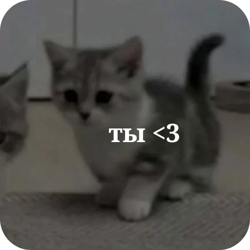 🐱 Стикер «Гарант 3%» для Telegram