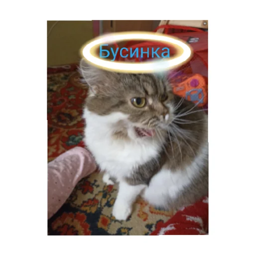 😄 Стикер «Мои котики)» для Telegram