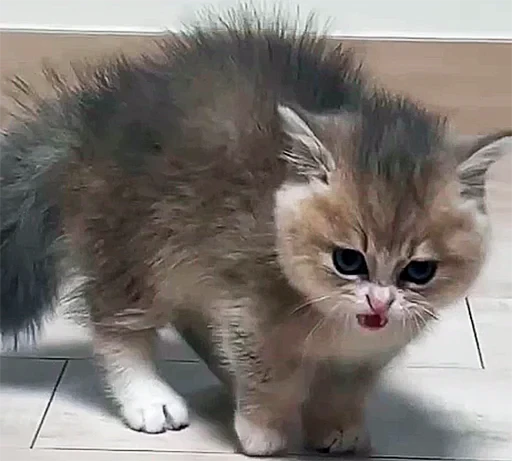 😡 Стикер «젖은 샌들 (Wet-Sandal)» для Telegram