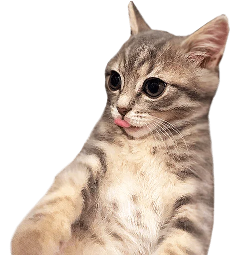 😛 Стикер «젖은 샌들 (Wet-Sandal)» для Telegram