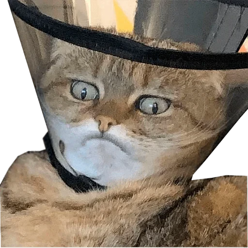 😠 Стикер «젖은 샌들 (Wet-Sandal)» для Telegram