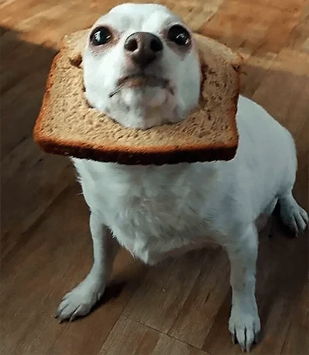 🍞 Стикер «젖은 샌들 (Wet-Sandal)» для Telegram