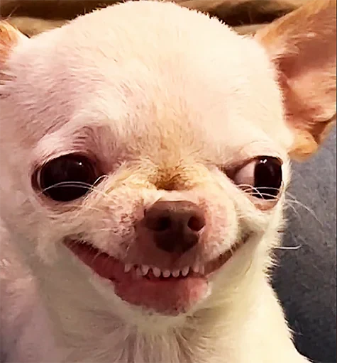 👹 Стикер «젖은 샌들 (Wet-Sandal)» для Telegram