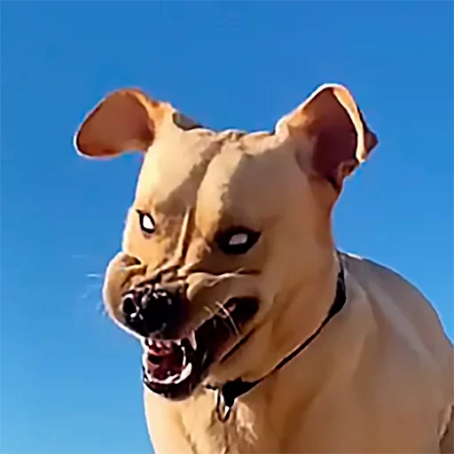 👹 Стикер «젖은 샌들 (Wet-Sandal)» для Telegram
