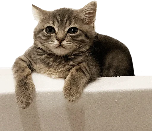 🫥 Стикер «젖은 샌들 (Wet-Sandal)» для Telegram