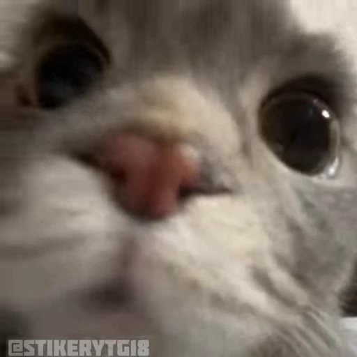 😳 Стикер «Моллик» для Telegram
