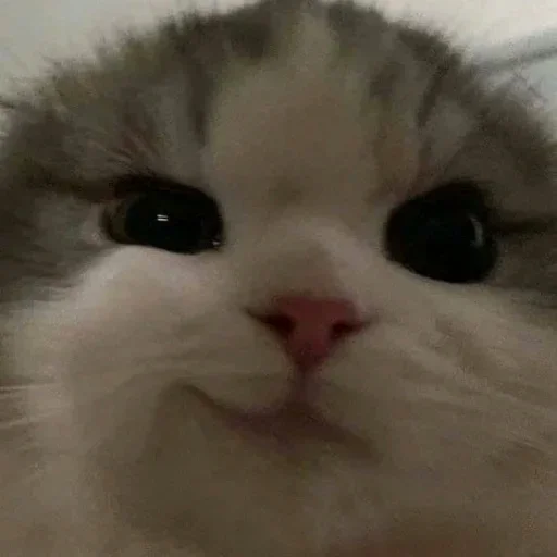 😼 Стикер «Mood MiX» для Telegram
