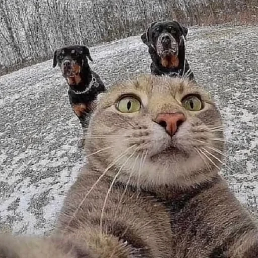 🤳 Стикер «Mood MiX» для Telegram