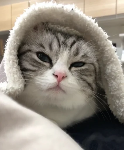 🐱 Стикер «Mood MiX» для Telegram