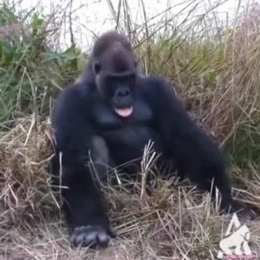 🐵 Стикер «Monke 2» для Telegram