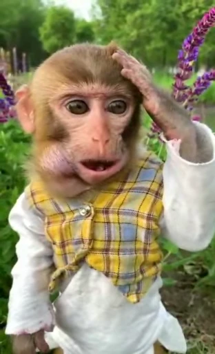 🐵 Стикер «Monke 2» для Telegram