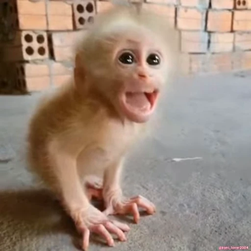 😡 Стикер «Monke 2» для Telegram
