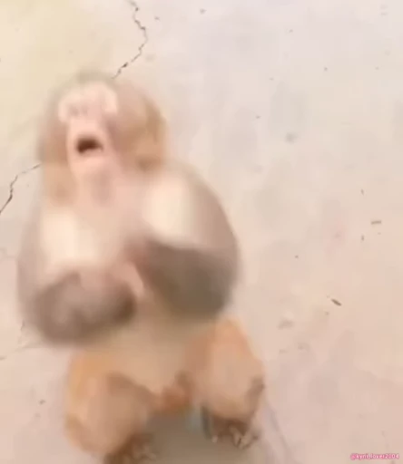 😱 Стикер «Monke 2» для Telegram