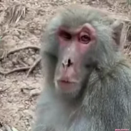 🤨 Стикер «Monke 2» для Telegram