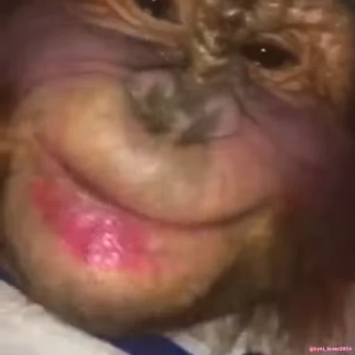 😘 Стикер «Monke 2» для Telegram