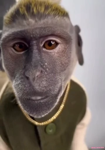 😀 Стикер «Monke 2» для Telegram