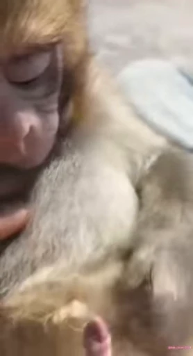 🫣 Стикер «Monke 2» для Telegram