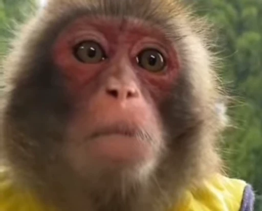 😐 Стикер «Monke 2» для Telegram