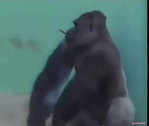 🚬 Стикер «Monke 2» для Telegram