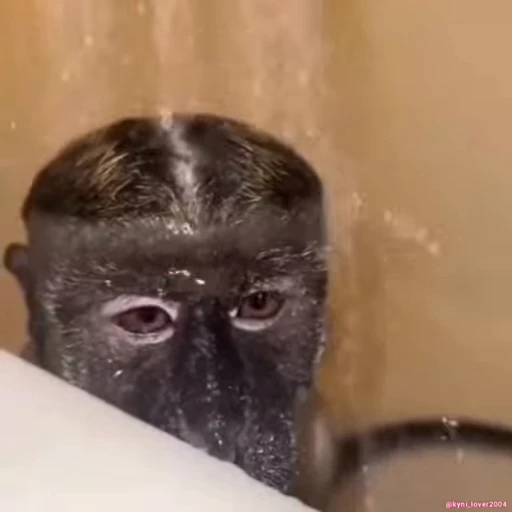 😐 Стикер «Monke 2» для Telegram