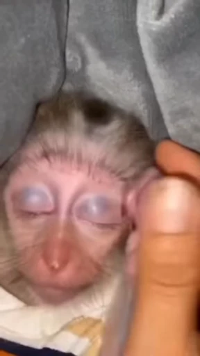 🤧 Стикер «Monke 2» для Telegram