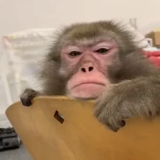 😬 Стикер «Monke 2» для Telegram