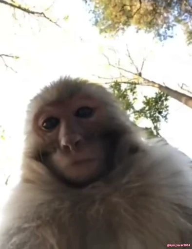 😐 Стикер «Monke 2» для Telegram
