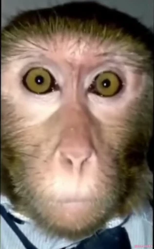😶 Стикер «Monke 2» для Telegram