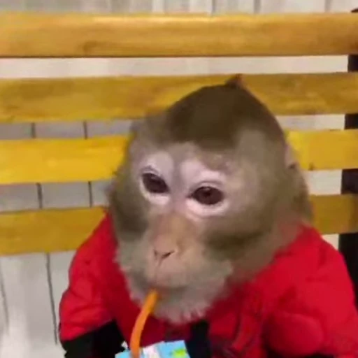 🐵 Стикер «Monke 2» для Telegram