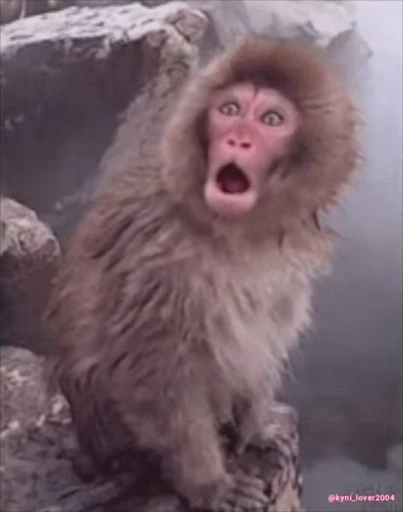 🐵 Стикер «Макаки / Обезьяны» для Telegram