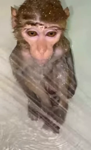 🥺 Стикер «Макаки / Обезьяны» для Telegram
