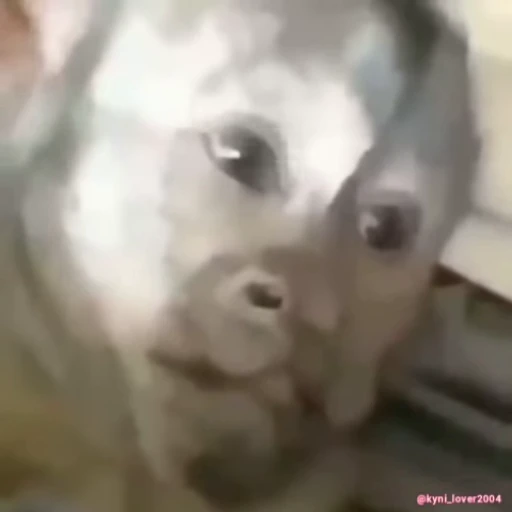 🐵 Стикер «Макаки / Обезьяны» для Telegram