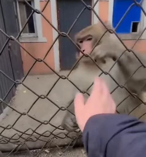 🐵 Стикер «Макаки / Обезьяны» для Telegram