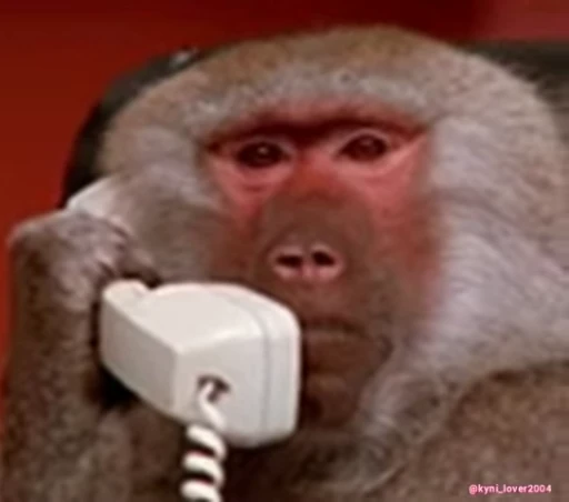 🐵 Стикер «Макаки / Обезьяны» для Telegram