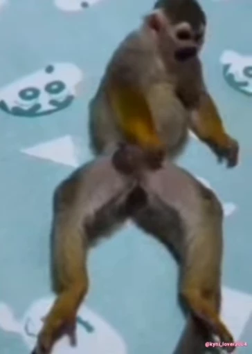 🐵 Стикер «Макаки / Обезьяны» для Telegram