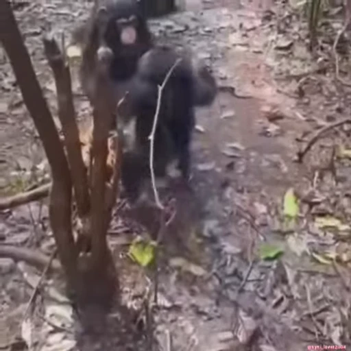🐵 Стикер «Макаки / Обезьяны» для Telegram