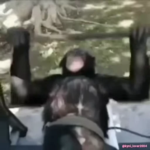🐵 Стикер «Макаки / Обезьяны» для Telegram